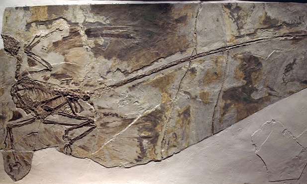 Ptak w żołądku dinozaura