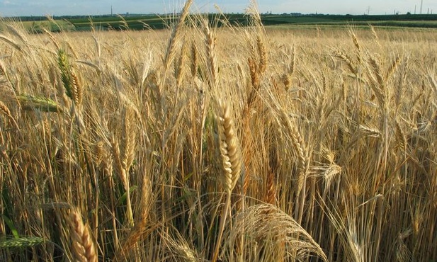 Nie głosujmy na eko-ignorantów 