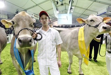 Najładniejsza krowa w Szwajcarii
