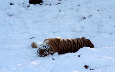 Sztuczny śnieg dla syberyjskich tygrysów