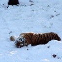 Sztuczny śnieg dla syberyjskich tygrysów