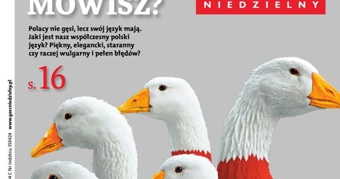 Gęsi się wstydzą