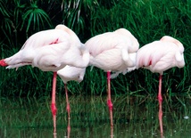 Flamingi stoją na jednej nodze