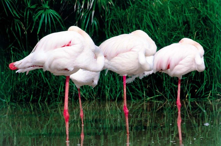 Flamingi stoją na jednej nodze