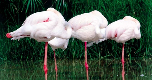Flamingi stoją na jednej nodze