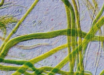 Uczmy się od… bakterii