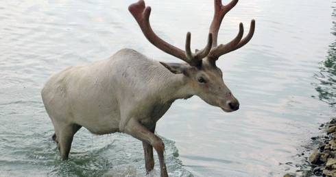 Rangifer tarandus groenlandicus