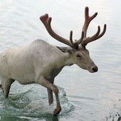 Rangifer tarandus groenlandicus