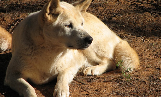 Psy dingo sprytniejsze niż przypuszczano