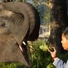 Słoń wycieczkowy