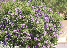 Bóg jest światłością