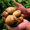 Ziemniaki GMO legalne