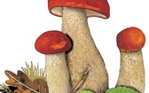 Koźlarz czerwony