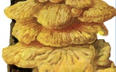 Żółciak siarkowy