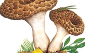 Sarniak dachówkowaty