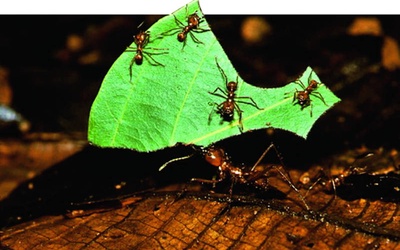 Mrówki na grzybach