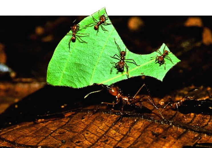 Mrówki na grzybach