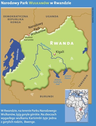 Goryle górskie z Parku Narodowego Wirunga w Afryce