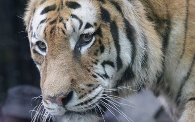 Policja skonfiskowała trzy martwe tygrysy