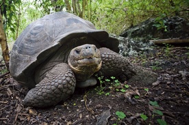 Olbrzymy z Galapagos