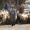 Owce na olimpiadę!