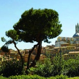 Siena palona