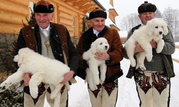 Owczarki ochronią owce