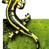 Tajemnica salamandry