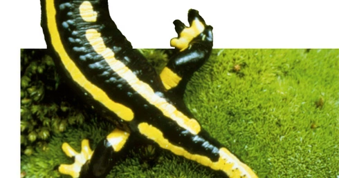 Tajemnica salamandry