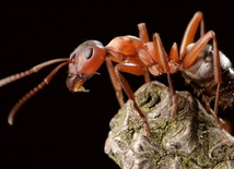 Mrówki atakują NASA