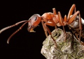 Mrówki atakują NASA