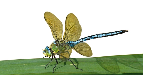 Władcy Ziemi