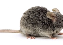 Czy z tej myszy będzie mamut?