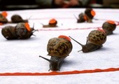 Najszybszy ślimak świata
