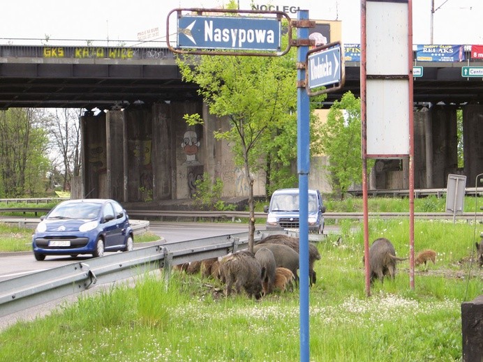 Gruby zwierz w sercu metropolii