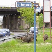 Gruby zwierz w sercu metropolii