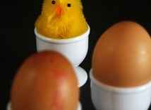 Wyjątkowo twarde jajka? :)