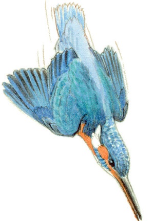 Zimorodek