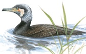 Kormoran