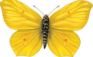 Jaki to motyl? - www.malygosc.pl