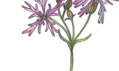 Firletka poszarpana