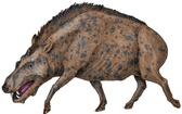 Entelodon