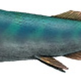 Ryby pancerne