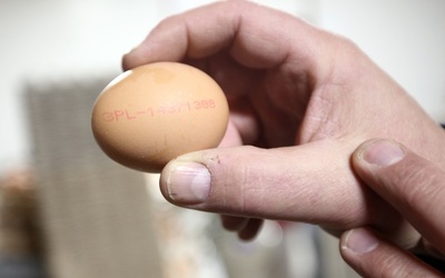 Jajkiem w szwedzkiego rysownika