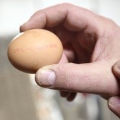 Jajkiem w szwedzkiego rysownika