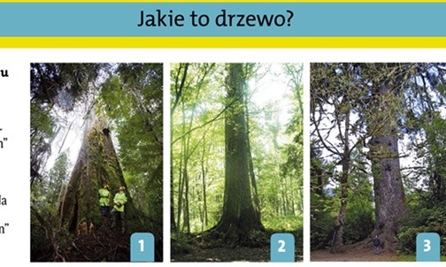 Mózgołamacze