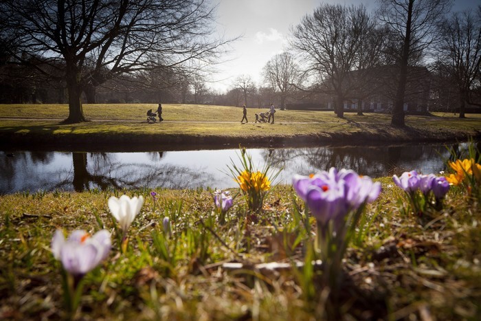 A w Holandii wiosna...