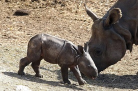 Indyjski nosorożec w Hiszpanii