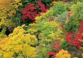 Kolorowa jesień