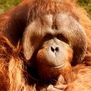 Orangutany dostaną iPady
